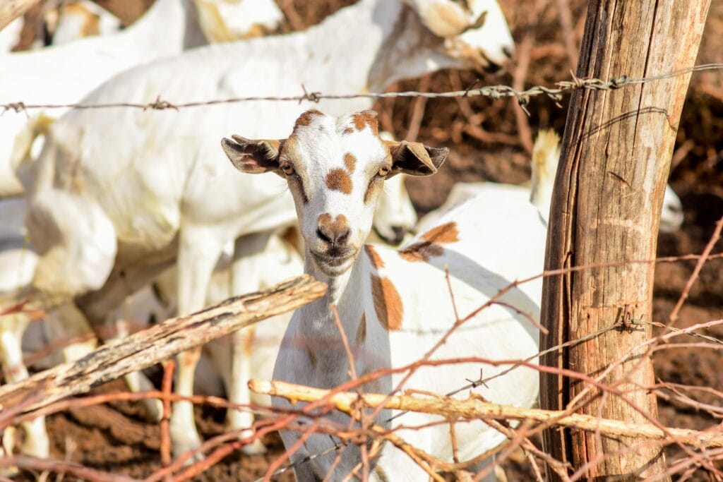 Galla goat in pen with other goats looking into camera