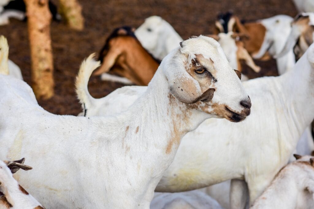 Galla Goat surrounded by other goats in paddock ready for export