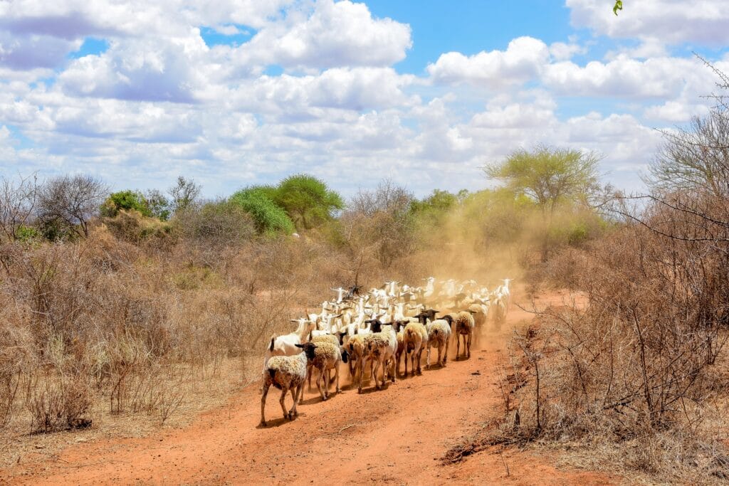 Galla Goats and Dorper Sheep walking together in Kenya down a dirt track