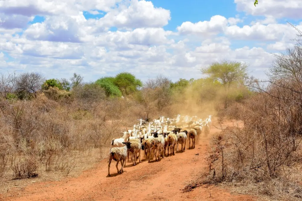 Galla Goats and Dorper Sheep walking together in Kenya down a dirt track