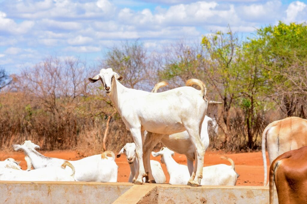 Galla goat standing on top of wall