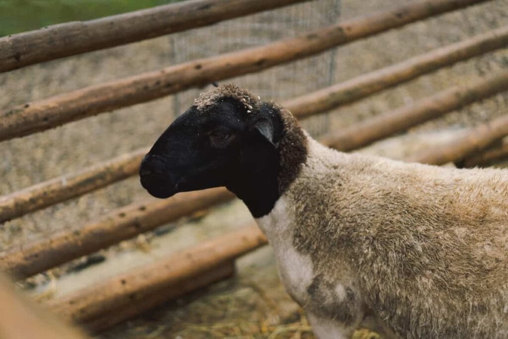 Dorper sheep standing in an enclosure ready for livestock export