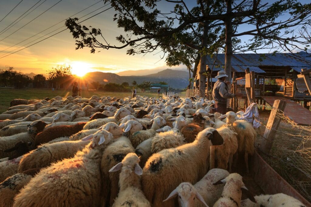 Goats and sheep on a farm waiting to be fed at sunset