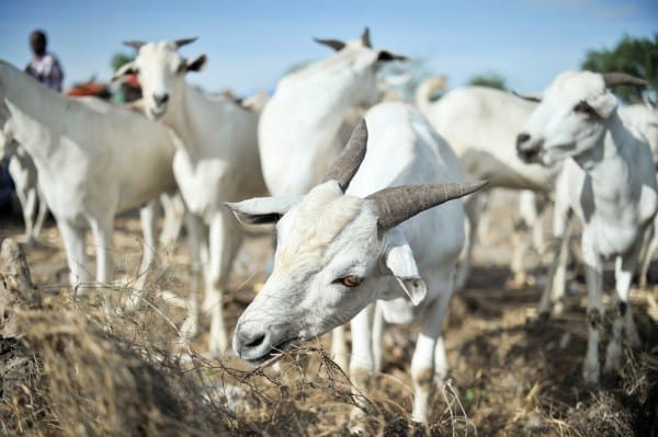 Galla goats, also known as Somali goats, eating dry grass