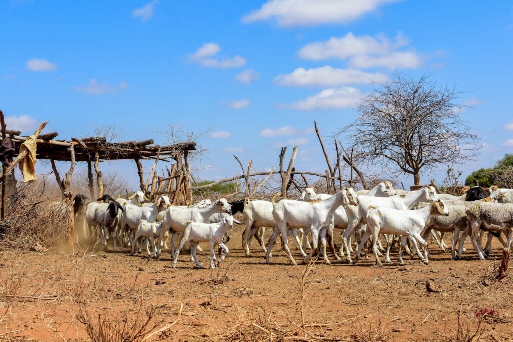 Galla goats walking down track in Kenya