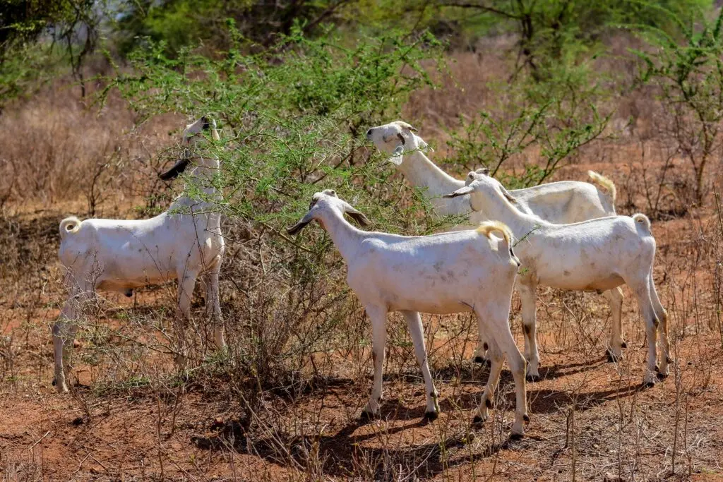 Kenyan galla goats eat from tree