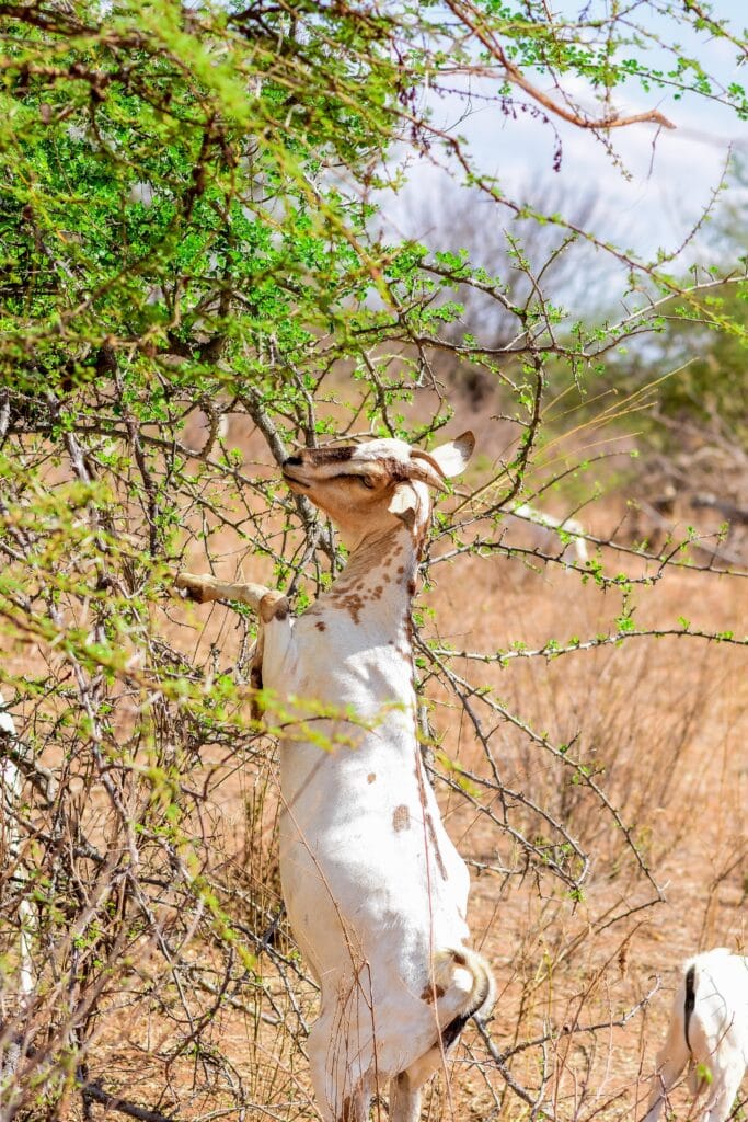 Galla goat in Kenya standing on back legs to eat from tree