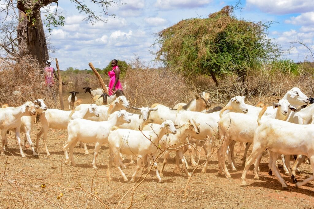 Galla goats and dorper sheep walking down track whilst people watch