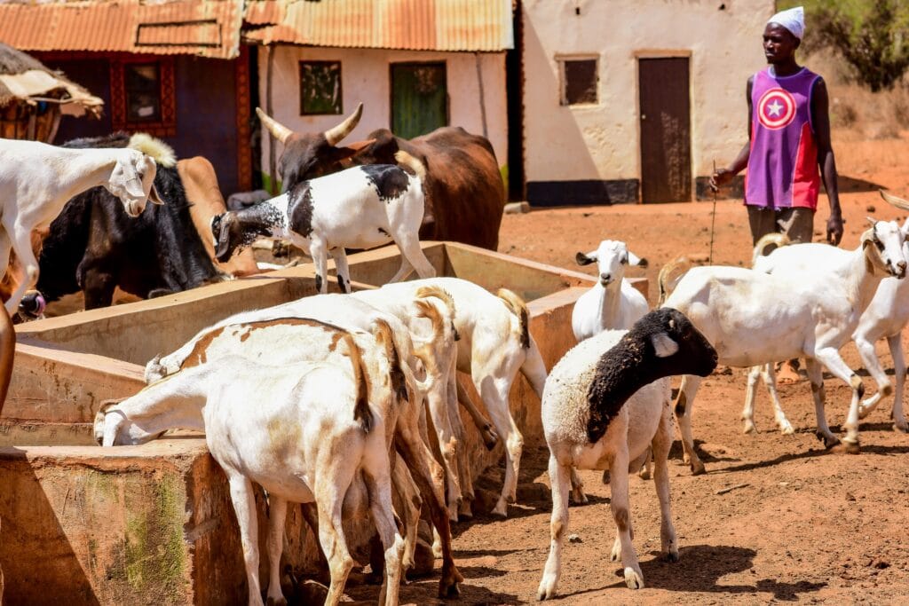 Galla goats and Dorper sheep drinking while farmer watches