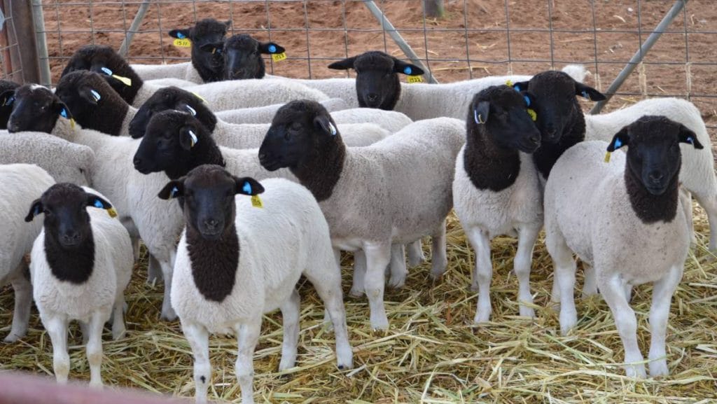 Dorper sheep in pen in Kenya