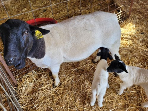 Dorper with lambs